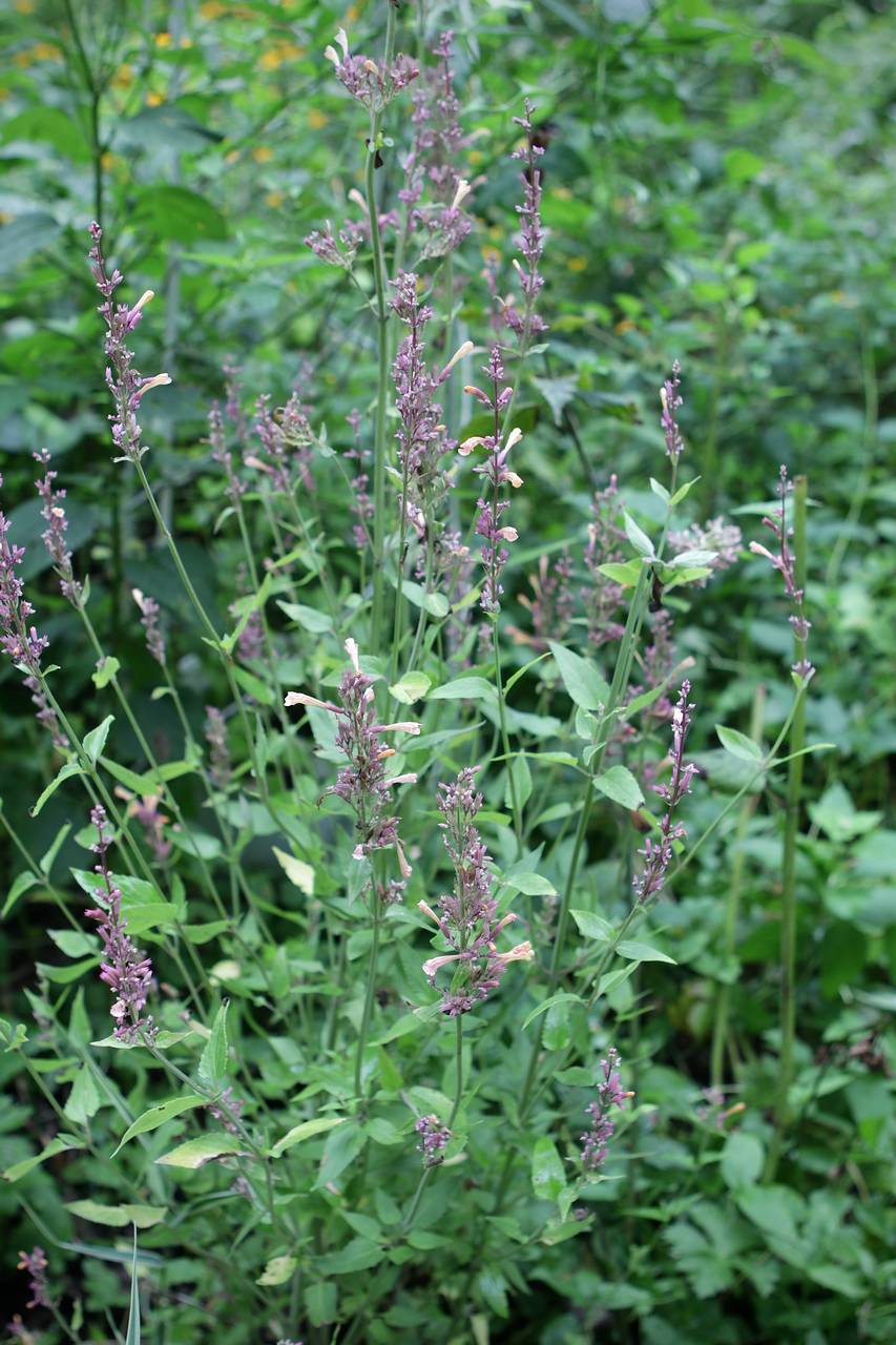 Photo of Agastache